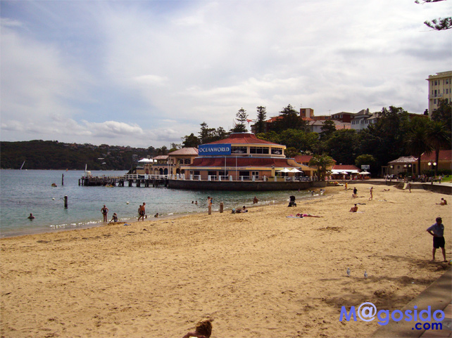 �I�[�V�������[���h�}�����[�b�}�����[ �m�[�X�w�b�h �V�h�j�[