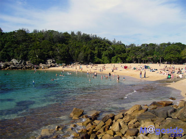 �V�F���[�r�[�`�߂��Ⴍ�����΂���b�}�����[ �m�[�X�w�b�h �V�h�j�[