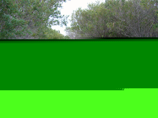 �m�[�X�w�b�h�̏����b�}�����[ �m�[�X�w�b�h �V�h�j�[