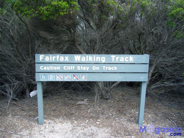 �m�[�X�w�b�h�̏����b�}�����[ �m�[�X�w�b�h �V�h�j�[