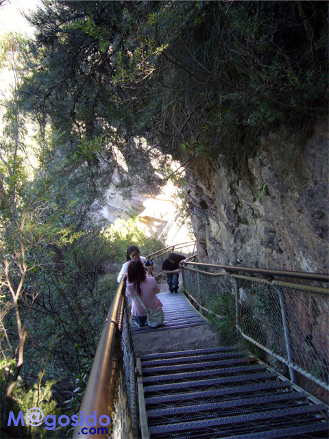 �u���[�}�E���e���Y�F�I�[�X�g�����A �V�h�j�[�ό� �V�h�j�[���s