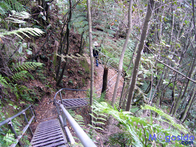 �u���[�}�E���e���Y�F�I�[�X�g�����A �V�h�j�[�ό� �V�h�j�[���s