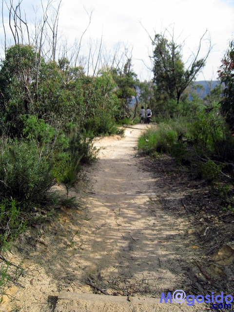 �I�[�X�g�����A �V�h�j�[ �u���[�}�E���e���Y �W�F�m�����P�[�u �I�v�V���i�� �c�A�[