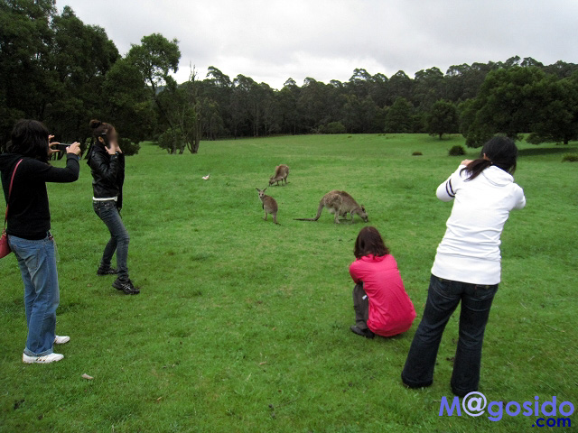 �I�[�X�g�����A �V�h�j�[ �u���[�}�E���e���Y �W�F�m�����P�[�u �I�v�V���i�� �c�A�[