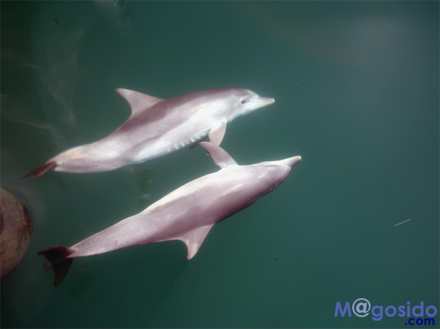 �I�[�X�g�����A �V�h�j�[ �I�v�V���i���c�A�[