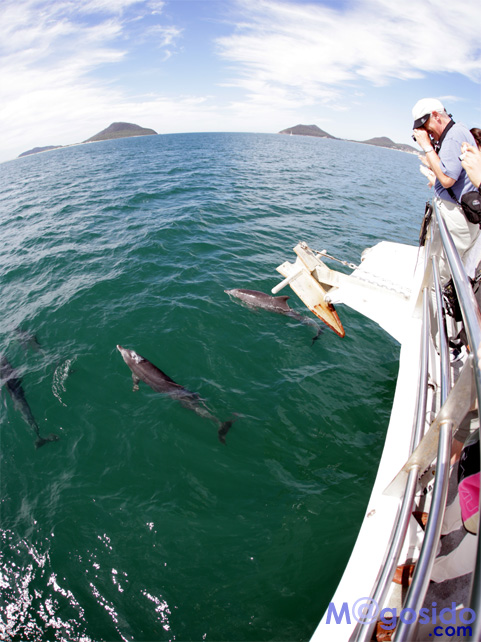 �V�h�j�[ �I�v�V���i�� �c�A�[