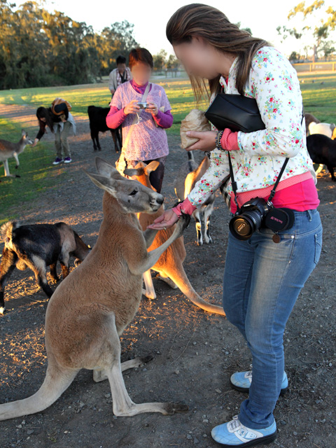 �V�h�j�[ �I�v�V���i�� �c�A�[