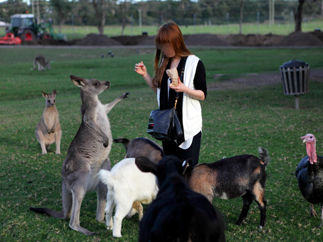 �I�[�X�g�����A �V�h�j�[ �I�v�V���i���c�A�[