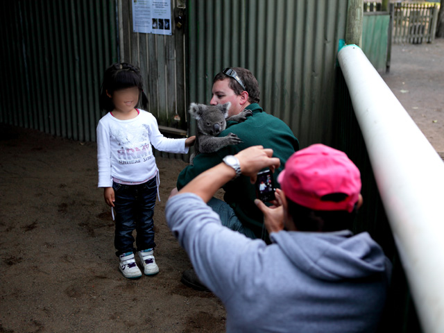 �I�[�X�g�����A �V�h�j�[ �I�v�V���i���c�A�[