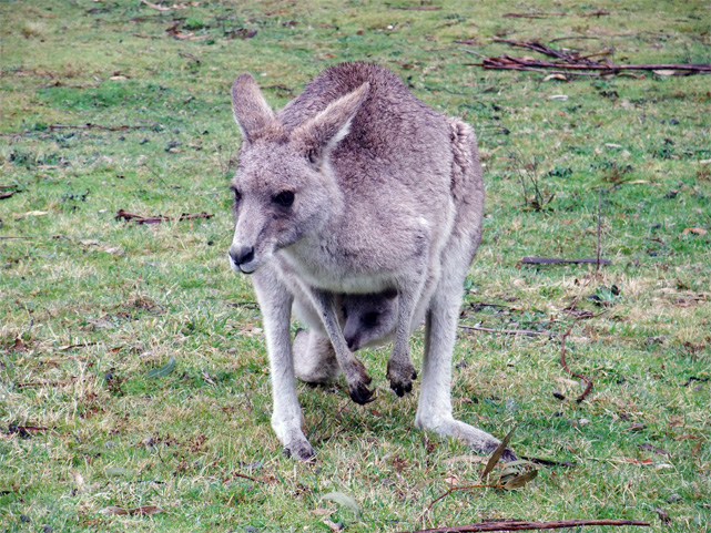 �J���K���[�F�V�h�j�[�̌��L