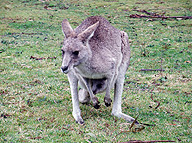 �J���K���[�F�V�h�j�[�̌��L