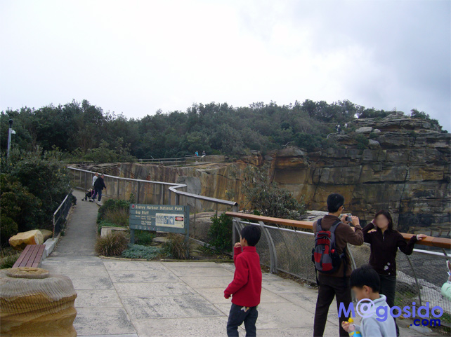 �M���b�v�b���g�\���Y�x�C�A�T�E�X�w�b�h�A�M���b�v